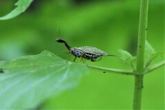 Dichrostigma flavipes