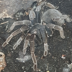Theraphosidae