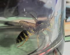 Dolichovespula norvegicoides