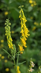 Melilotus altissimus