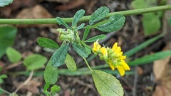 Melilotus altissimus