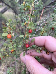 Erythroxylum australe
