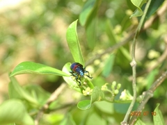 Platycorynus undatus