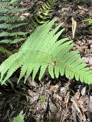 Rilaena triangularis