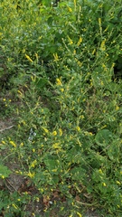 Melilotus altissimus