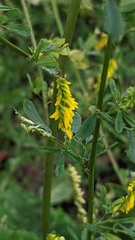 Melilotus altissimus