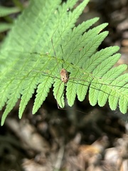 Rilaena triangularis