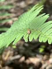 Rilaena triangularis