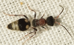 Bidecoloratilla iberica