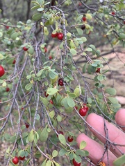 Erythroxylum australe