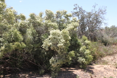 Melaleuca dissitiflora