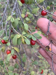 Erythroxylum australe