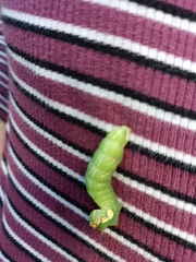 Peridea anceps