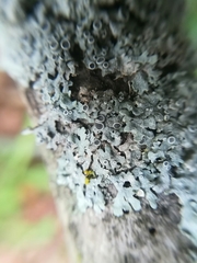 Physcia aipolia image