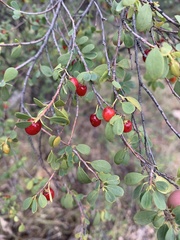 Erythroxylum australe
