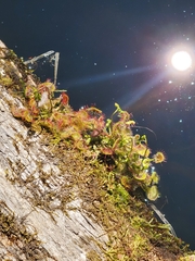 Drosera rotundifolia