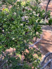 Everistia vacciniifolia
