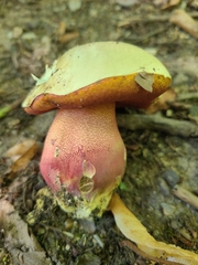 Suillellus queletii