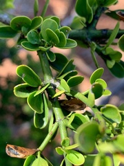 Everistia vacciniifolia