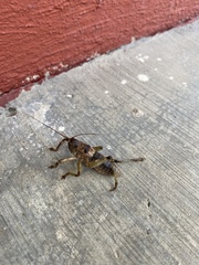 Liparoscelis pallidispina