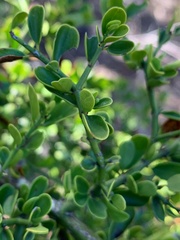 Everistia vacciniifolia