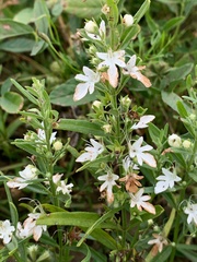 Teucrium integrifolium