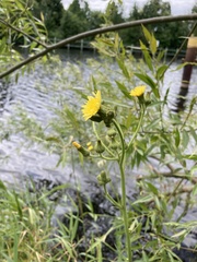 Sonchus palustris