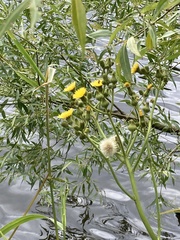 Sonchus palustris
