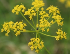 Pastinaca clausii