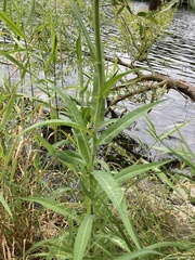 Sonchus palustris