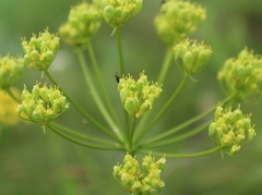 Pastinaca clausii