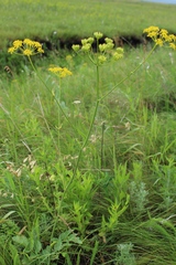 Pastinaca clausii