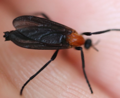 Plecia americana