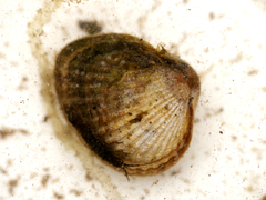 Cerastoderma glaucum