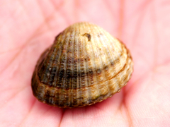 Cerastoderma glaucum