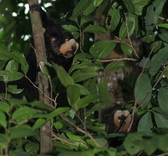 Pithecia pithecia