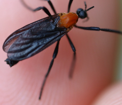 Plecia americana