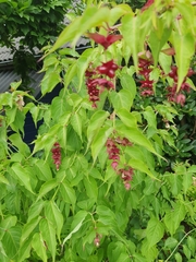 Leycesteria formosa