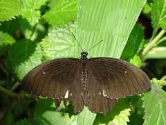 Papilio castor
