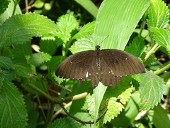 Papilio castor