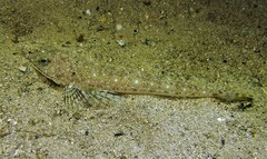 Platycephalus grandispinis