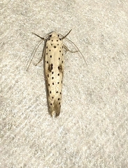 Yponomeuta irrorellus