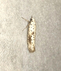 Yponomeuta irrorellus