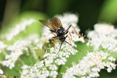 Amblyjoppa fuscipennis