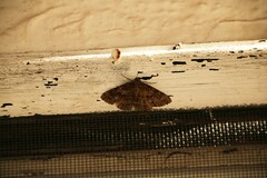 Ascotis fortunata