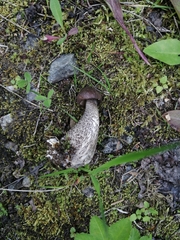 Leccinum scabrum melaneum