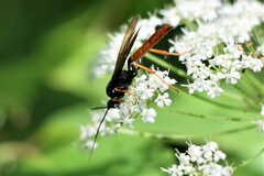 Amblyjoppa fuscipennis