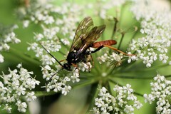 Amblyjoppa fuscipennis