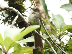 Iole viridescens cinnamomeoventris