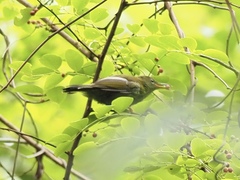 Kurochkinegramma hypogrammicum